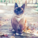 Pet | Turquoise + Cognac Amber Collar