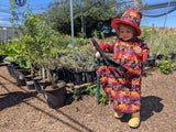 Monsoon Rain Auction Items