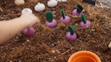 Fresh Produce Set: RED RADISHES, GARLICS & BELL PEPPERS